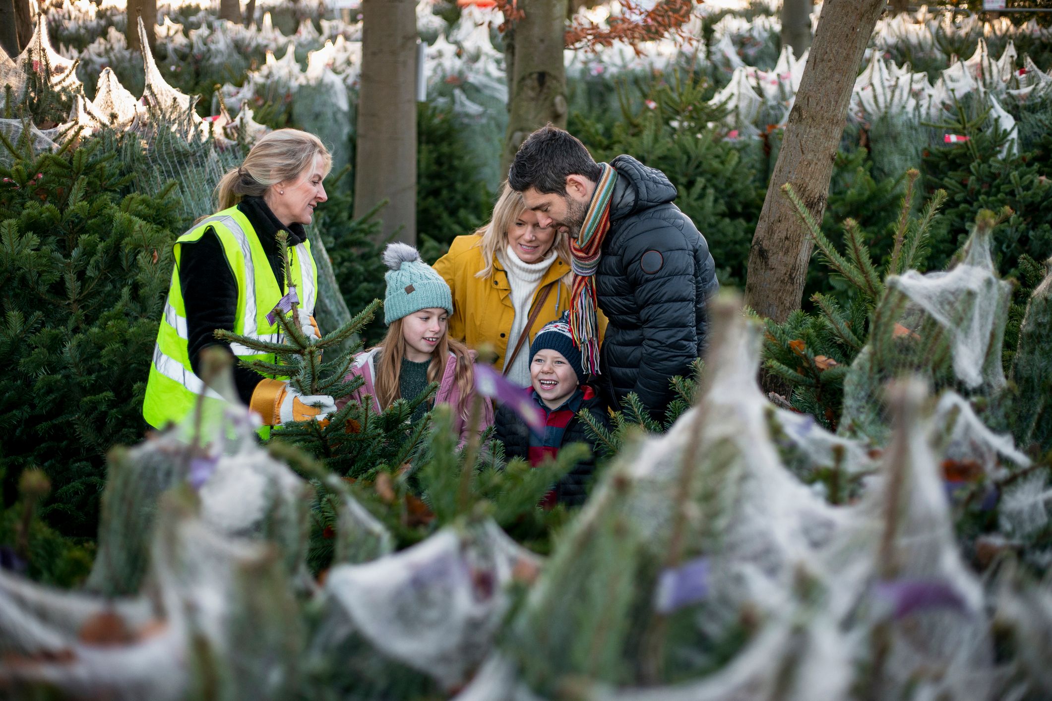 Der Baumkauf macht der ganzen Familie Spaß, kann aber ordentlich ins Geld gehen.