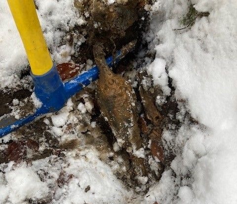 Dichtes Wurzelwerk überdeckte die Granate aus dem Zweiten Weltkrieg.