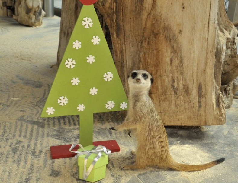 Was da wohl drin sein mag? Weitere süße Tiere und ihre aufgeregten Tierkinder, die unruhig auf die Bescherung warten, sind am Weihnachtstag in Schönbrunn zu sehen.