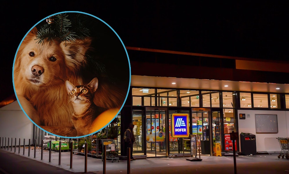 Ab 22. Dezember dreht sich bei HOFER alles um Hund und Katz'.