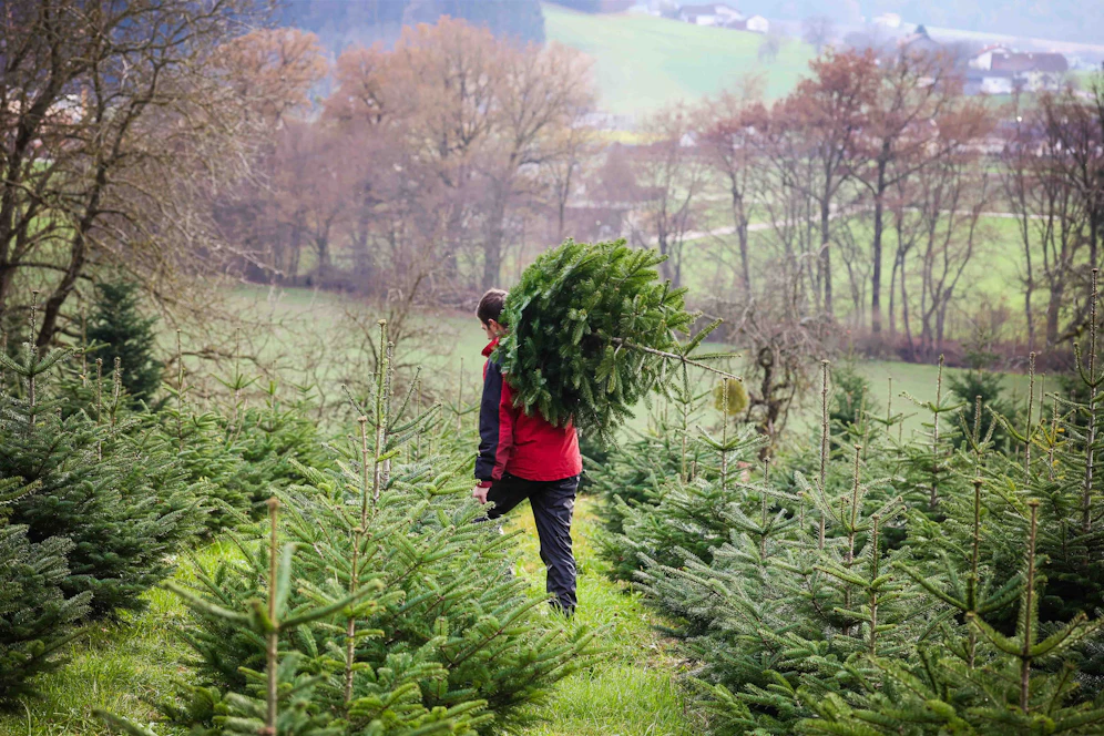 13 Grad und Regen – Mini-Frühling zerstört Träume von weißen Weihnachten.