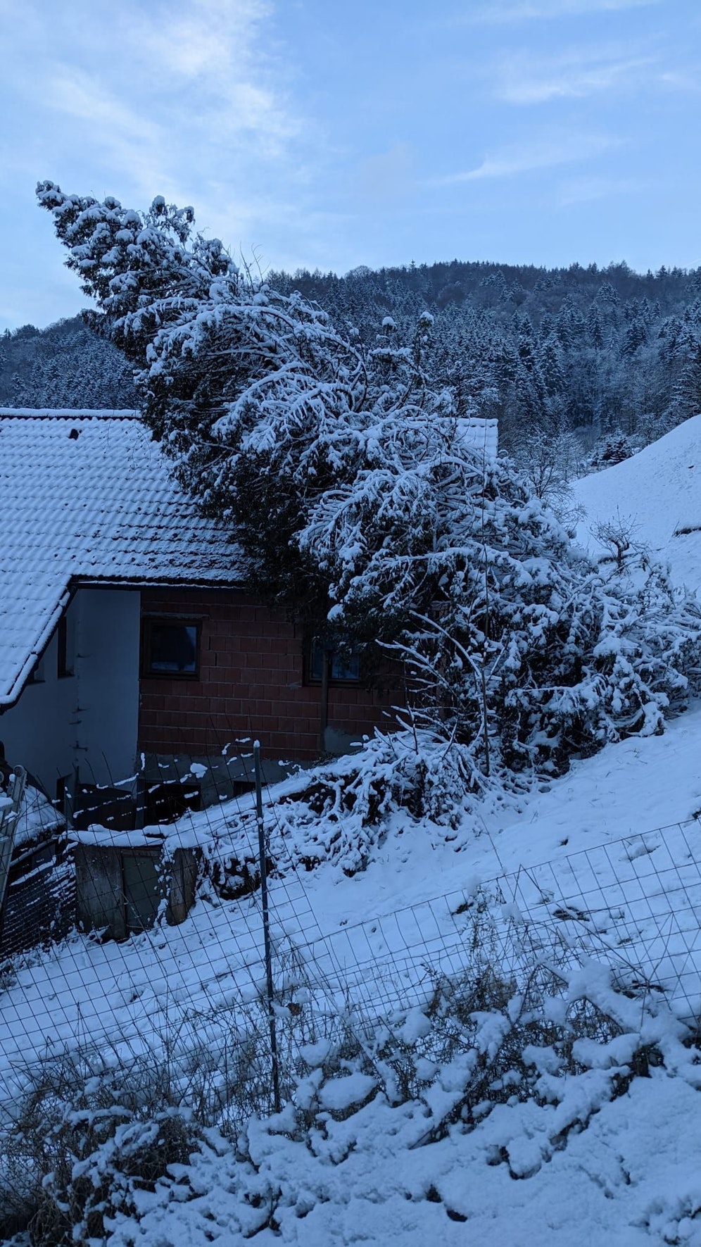 Baum stürzte auf Haus
