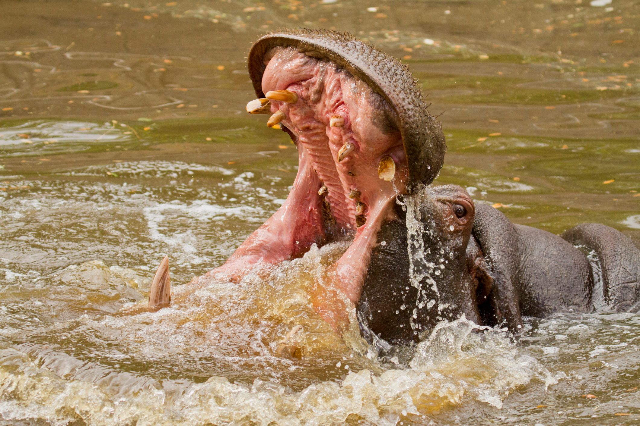 Die Trägheit der dicken Flusspferde täuscht. Sie können ziemlich gefährlich werden.