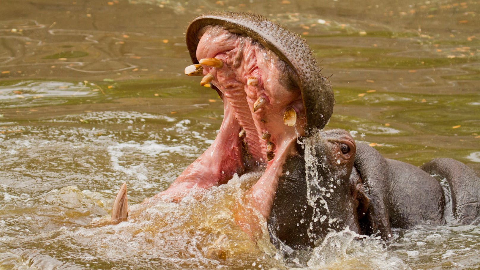 Die Trägheit der dicken Flusspferde täuscht. Sie können ziemlich gefährlich werden.