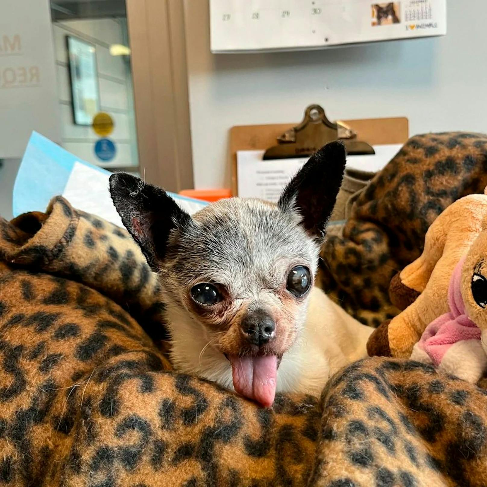 Der 13-jährige Chihuahua wurde anfangs Dezember zitternd und in schlechtem Zustand in einer Kiste vor einem Haushaltswarengeschäft gefunden.
