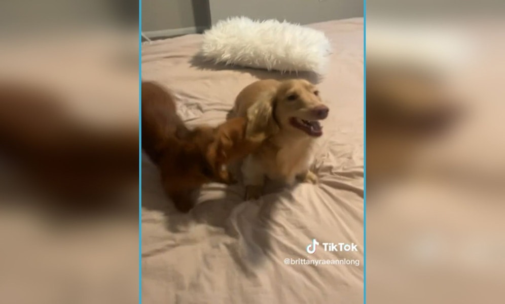 Mehr als 15 Millionen User amüsierten sich über den eeeewig langen Niesanfall des Langhaardackels.