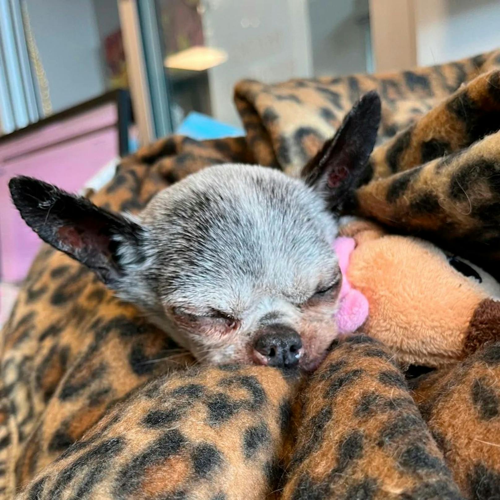 Die Chihuahua-Hündin heisst Delilah und wurde seit drei Jahren vermisst. Nachdem sie gepflegt wurde, konnte sie zurück zu ihrer Familie.