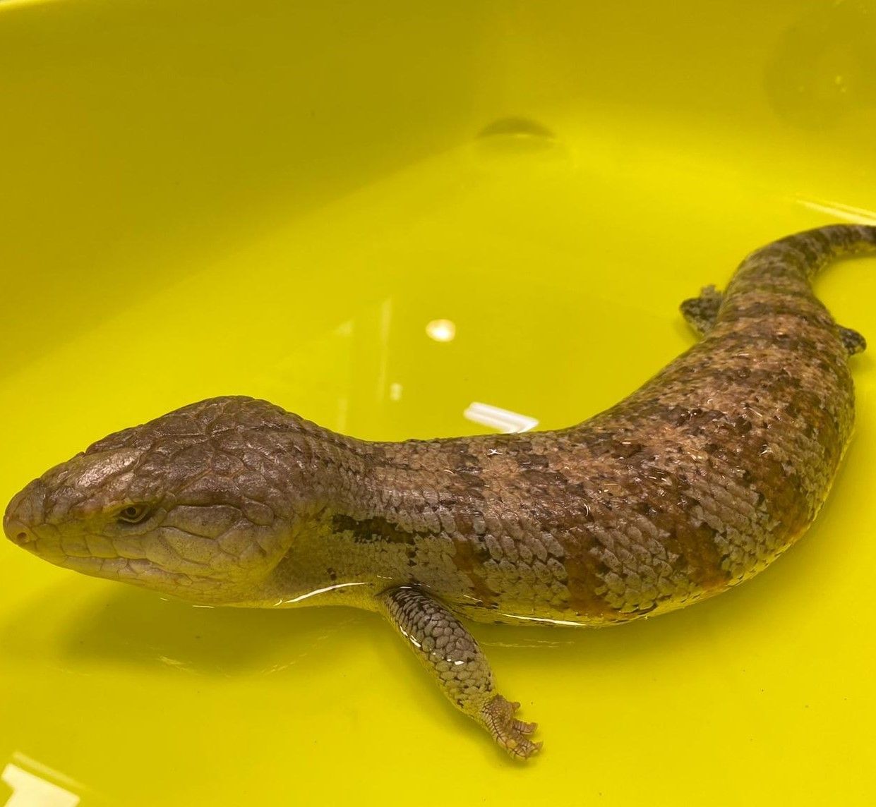 Dieser Blauzungenskink wurde bei Minustemperaturen einfach ausgesetzt.