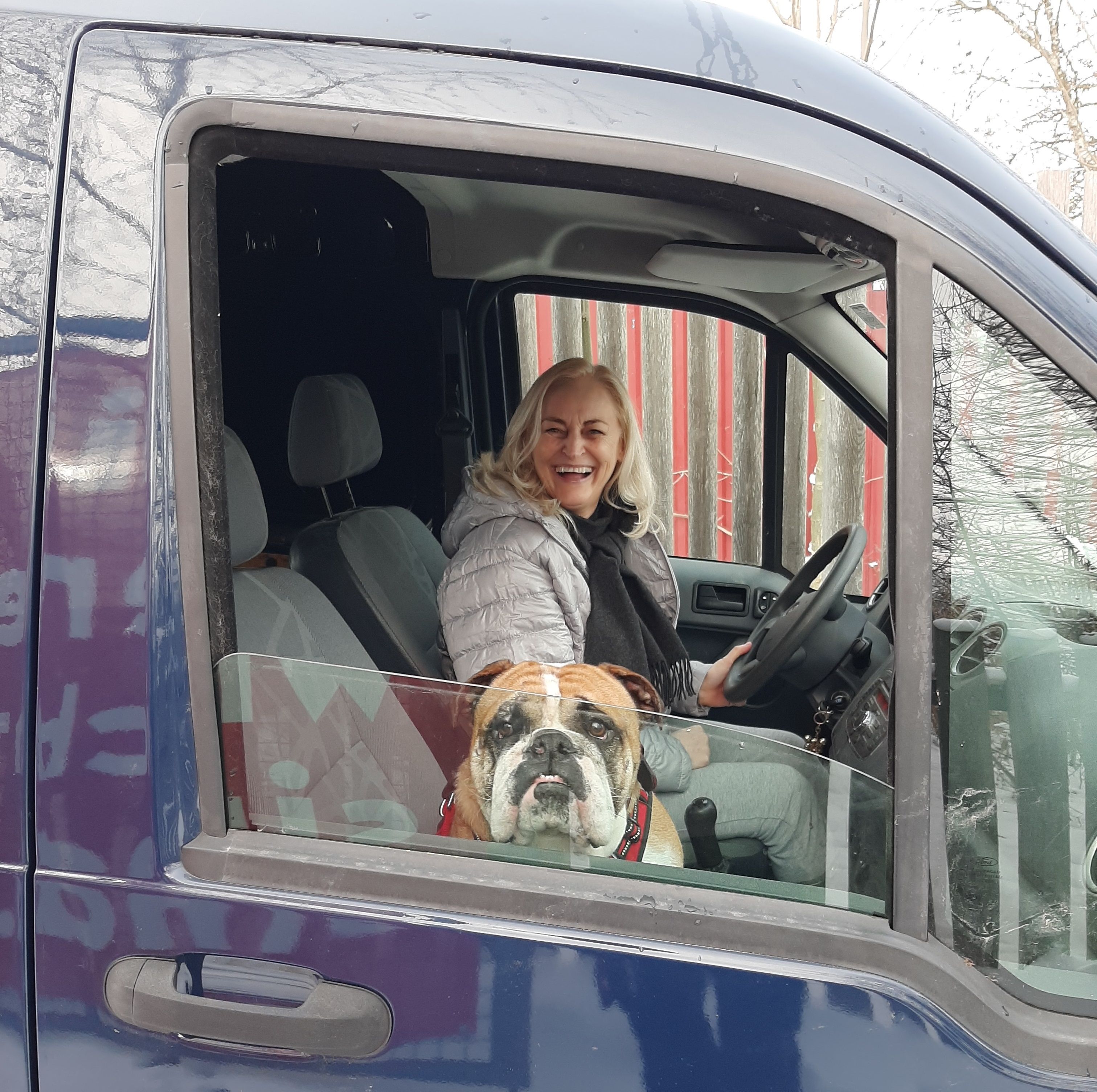 Der englische Bulldoggen-Rüde 