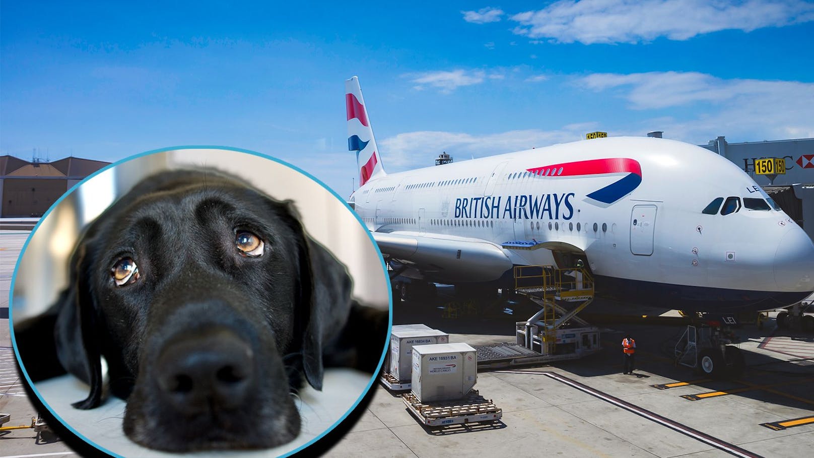 Labrador "Bluebell" wurde von der Fluglinie British Airways aus London ins falsche Land geflogen.
