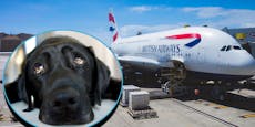 60-Stunden-Flug – Hund nach Fehler schwer traumatisiert