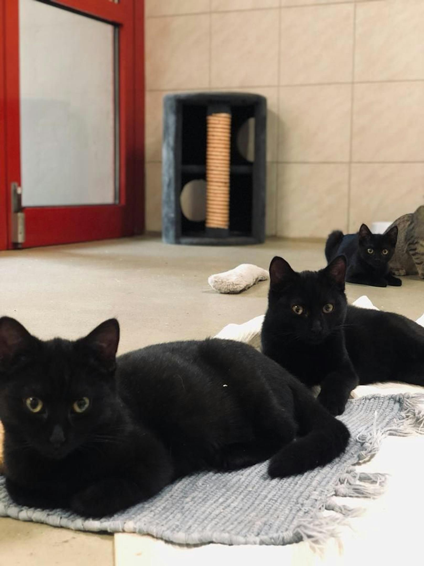Bianca, Bernhard und Lio sind gleich drei schwarze Kätzchen auf einem Schlag