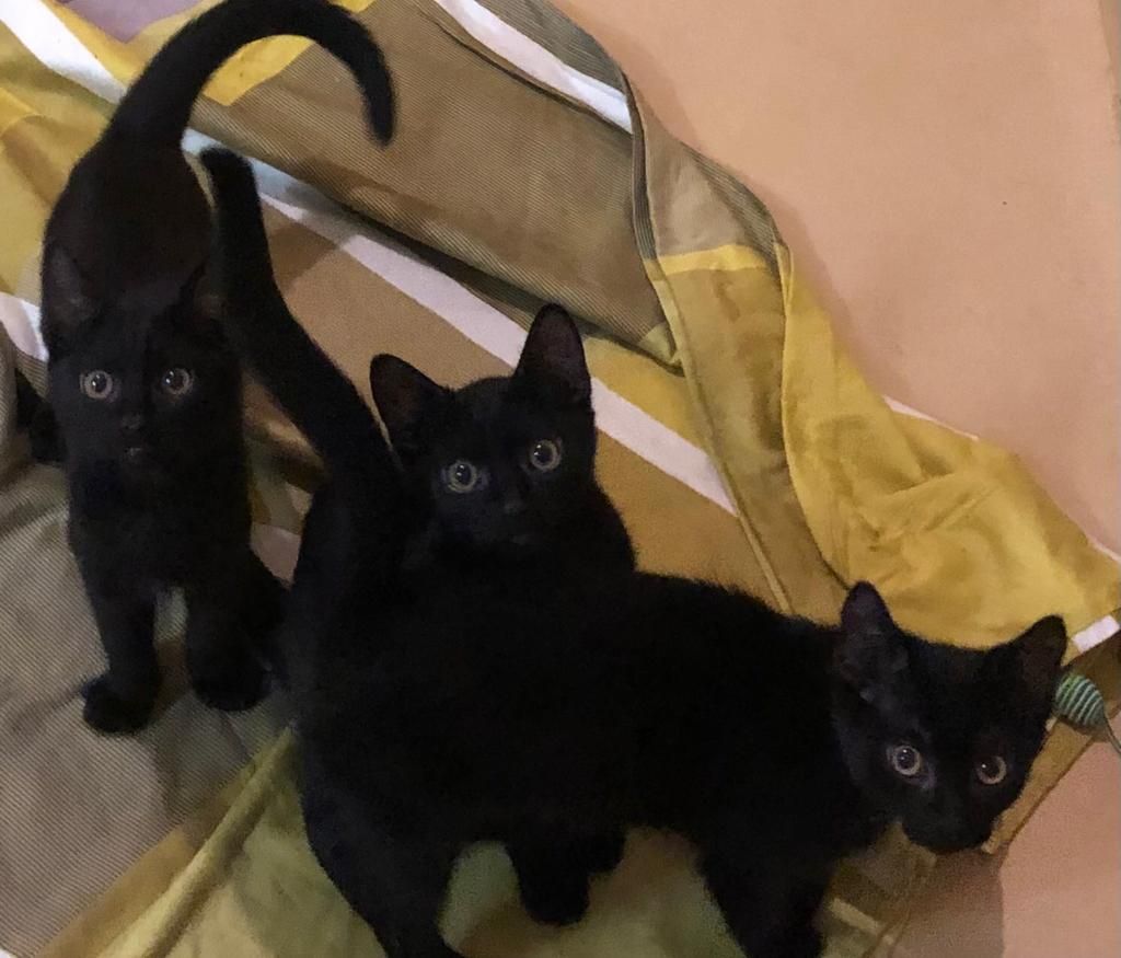 Beim Tierschutzhaus in Vösendorf warten gleich sechs schwarze Kätzchen auf ein Weihnachtswunder.&nbsp;