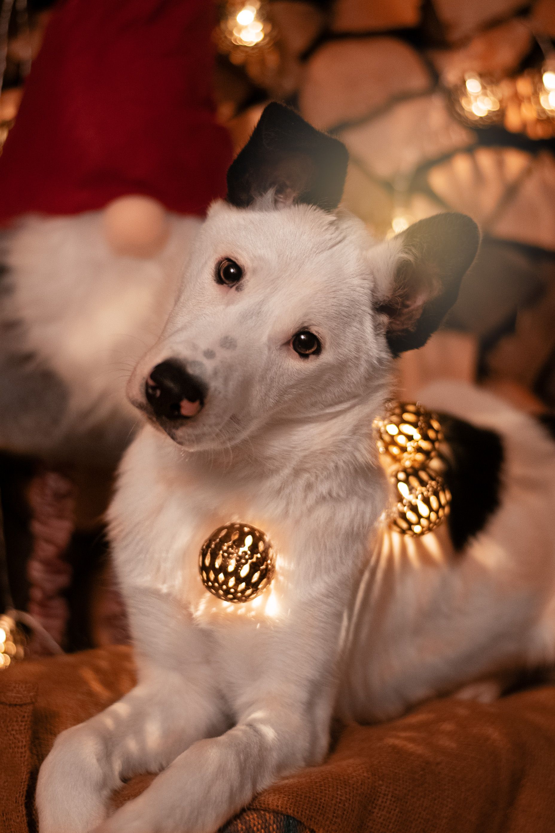 Das erste Fest in meiner Obhut sollte natürlich etwas besonderes sein.&nbsp;