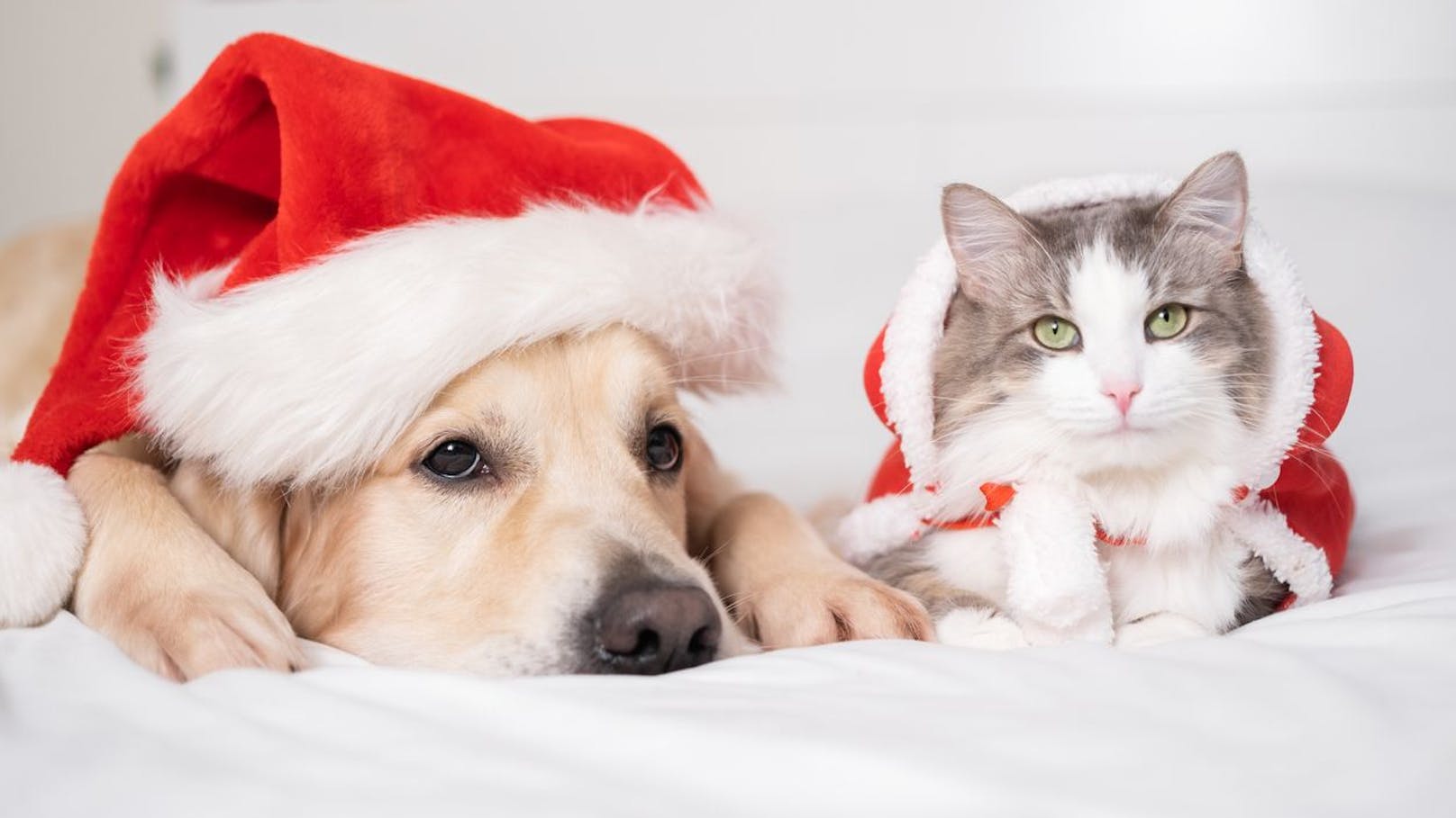 Hier ein paar Tipps für ein "sicheres" Weihnachten mit deinen Haustieren.&nbsp;