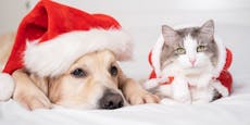 Sicheres Weihnachten für Hund und Katze - so geht's