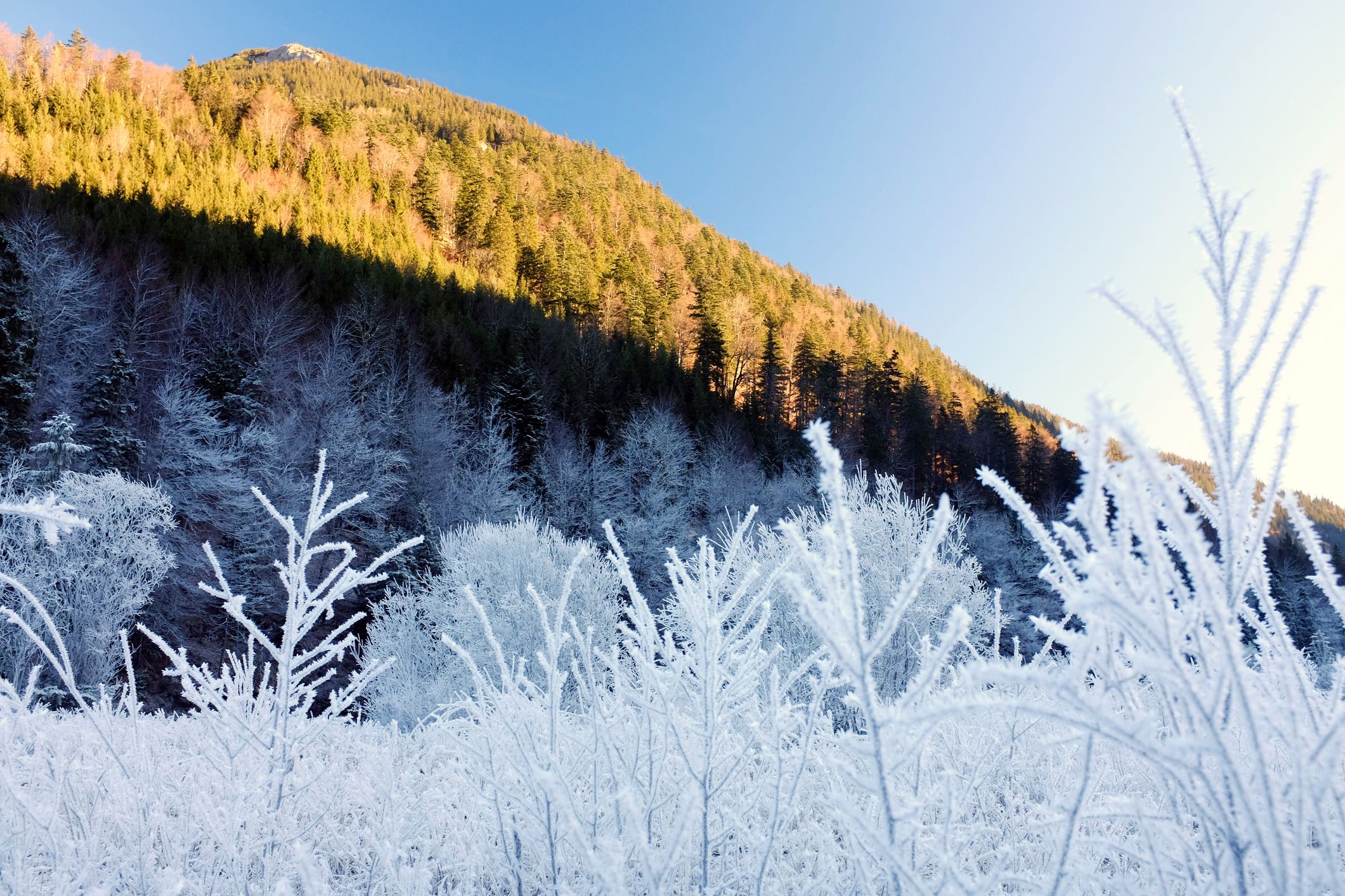 Raureif im Karwendeltal. In den Nächten wird es jetzt wieder frostig.