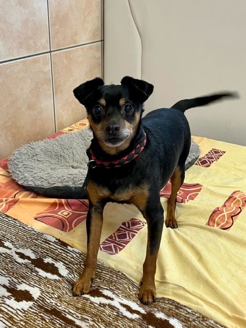 Der kleine Rüde sucht eine neue Familie.