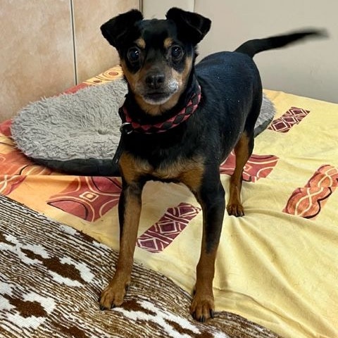 Der kleine Rüde sucht eine neue Familie.