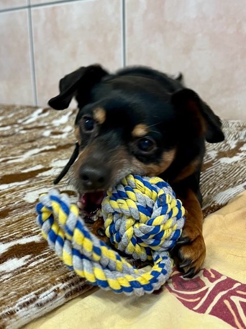 Der Hunde-Opa soll rasch vermittelt werden.