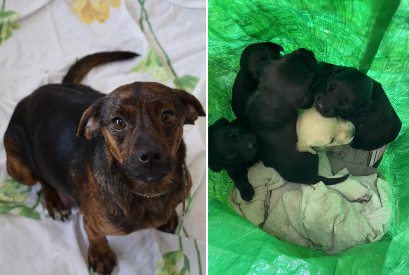 Hunde-Mama und sechs Welpen zu Weihnachten ausgesetzt