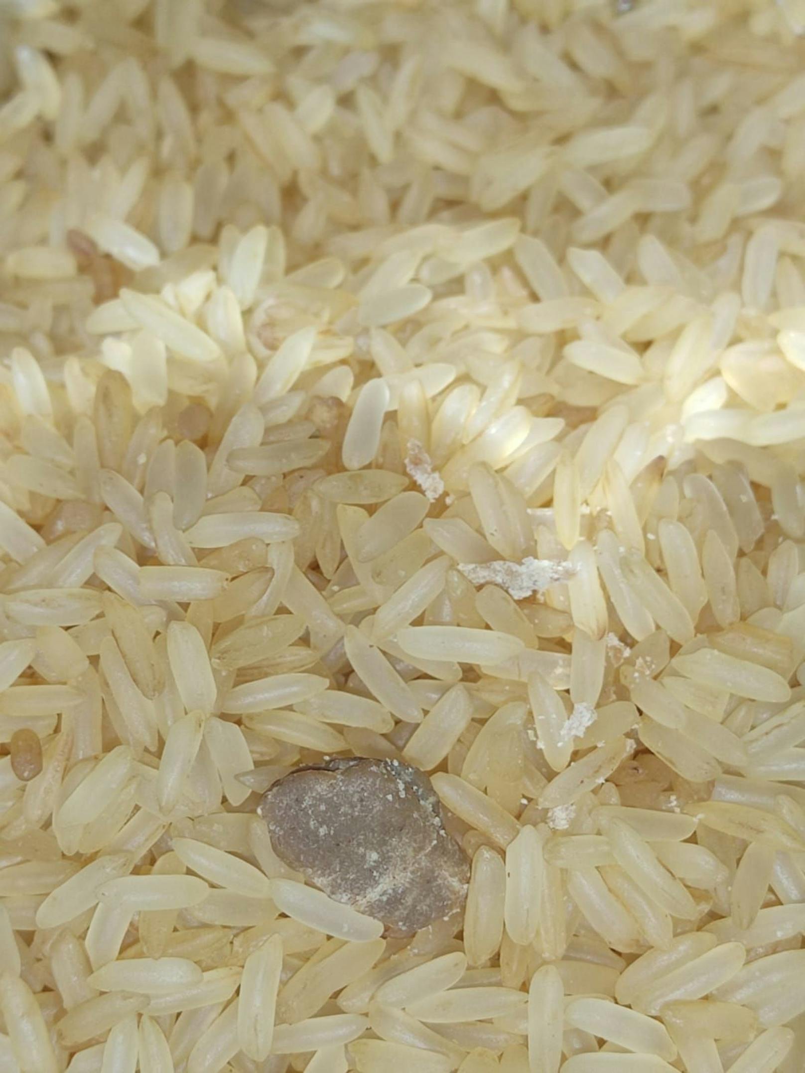 Dieser Stein überraschte den Favoritner in seinem Reis.