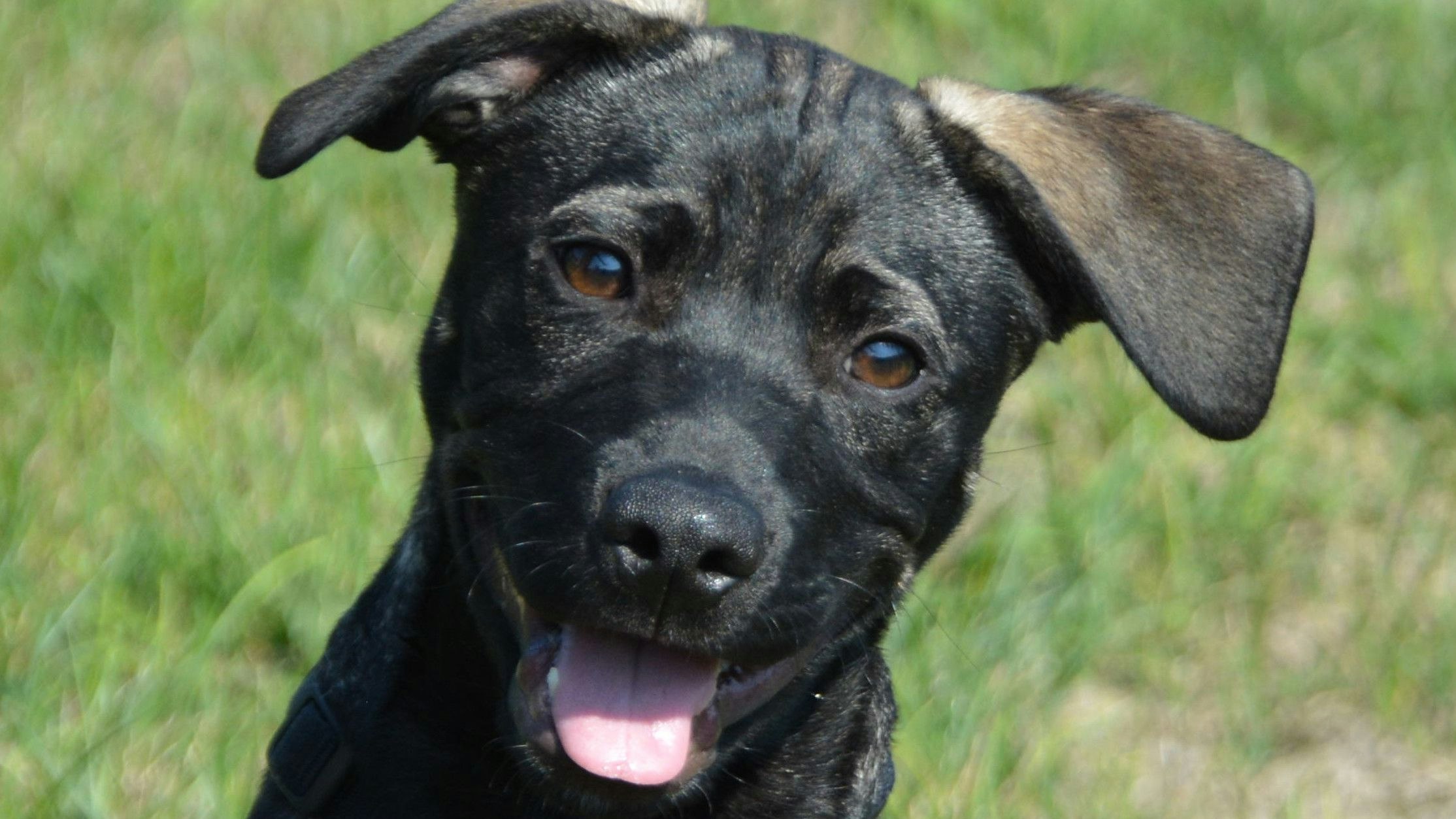 Welpe Joker sollte gemeinsam mit seinen drei Geschwistern in einer Katzenbox am Gasometer (in der Hochsommer-Mittagshitze) verkauft werden.