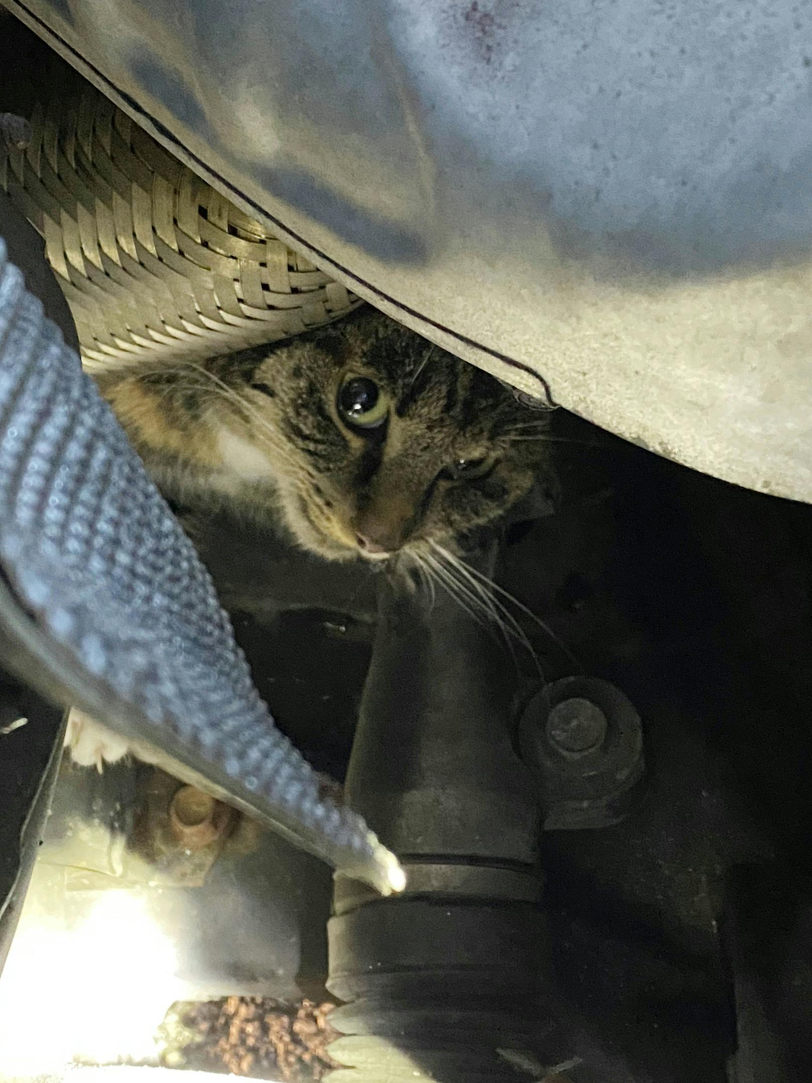 Die im Auto eingeklemmte Katze konnte von Feuerwehr und Tierarzt befreit werden.