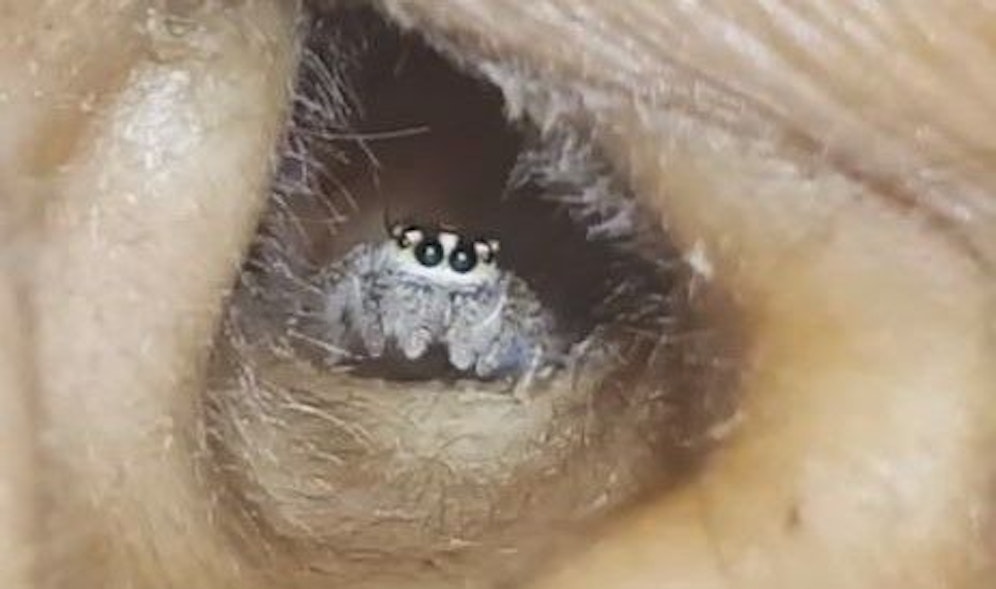 Diese Babyspinne hatte sich ins Ohr der schlafenden Frau verirrt.