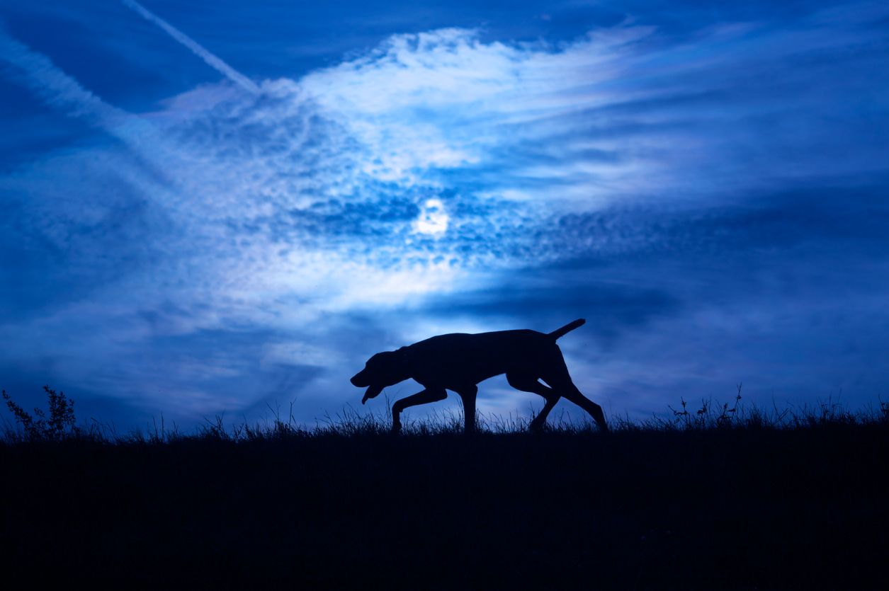 In dem 350-Seelen Dorf Osterby im deutschen Schleswig-Holstein muss man zum Gassi gehen eine SMS schicken.&nbsp;
