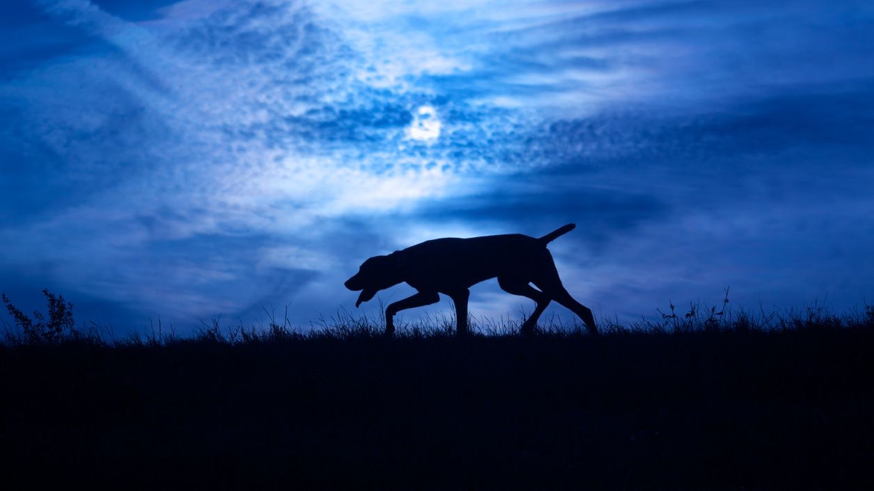Silhouette of a dog at night