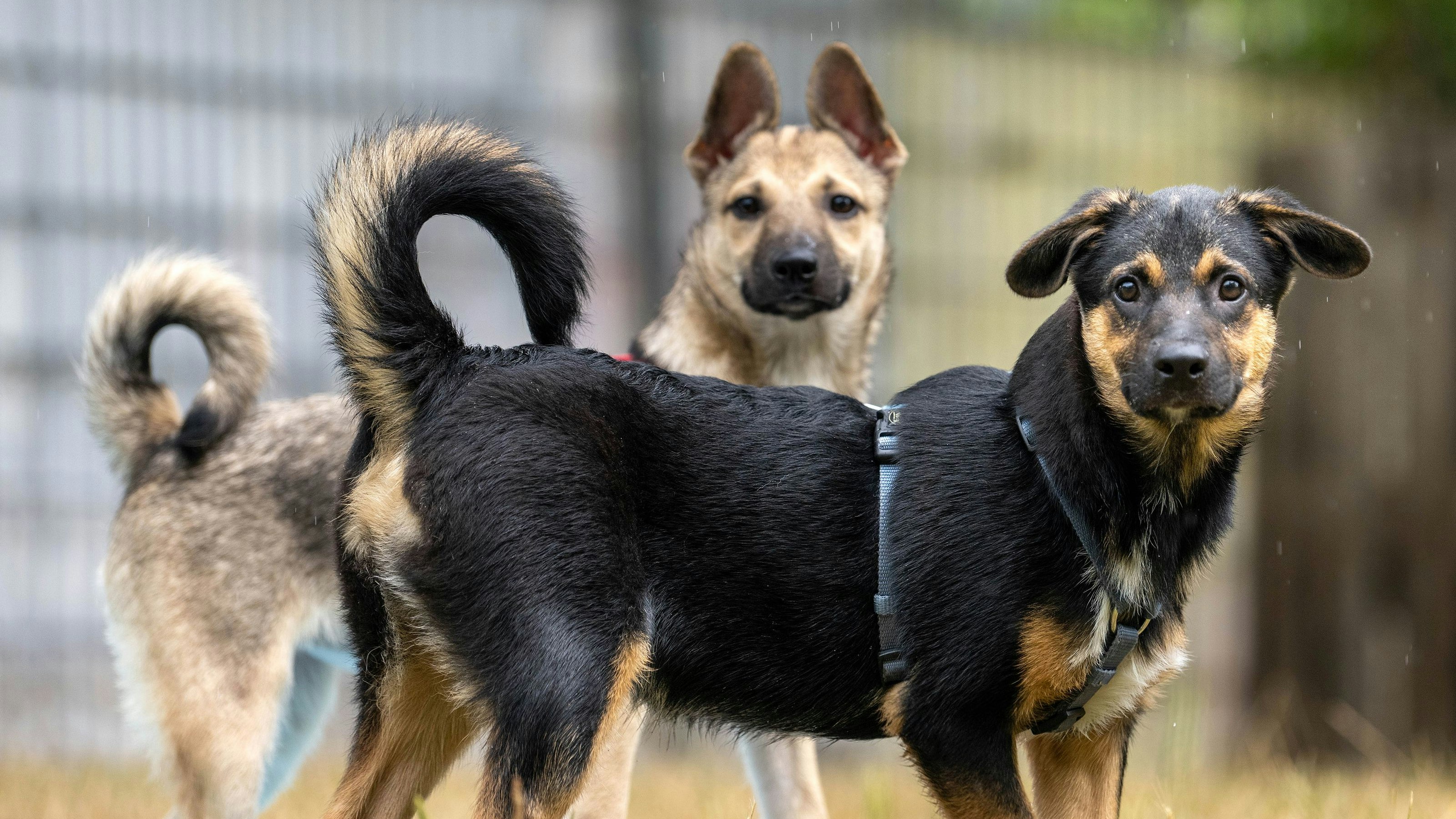 Für viele Hunde ist die Silvesternacht verbunden mit Stress und Angst. Doch Halter können etwas tun, um es ihren Lieblingen leichter zu machen.