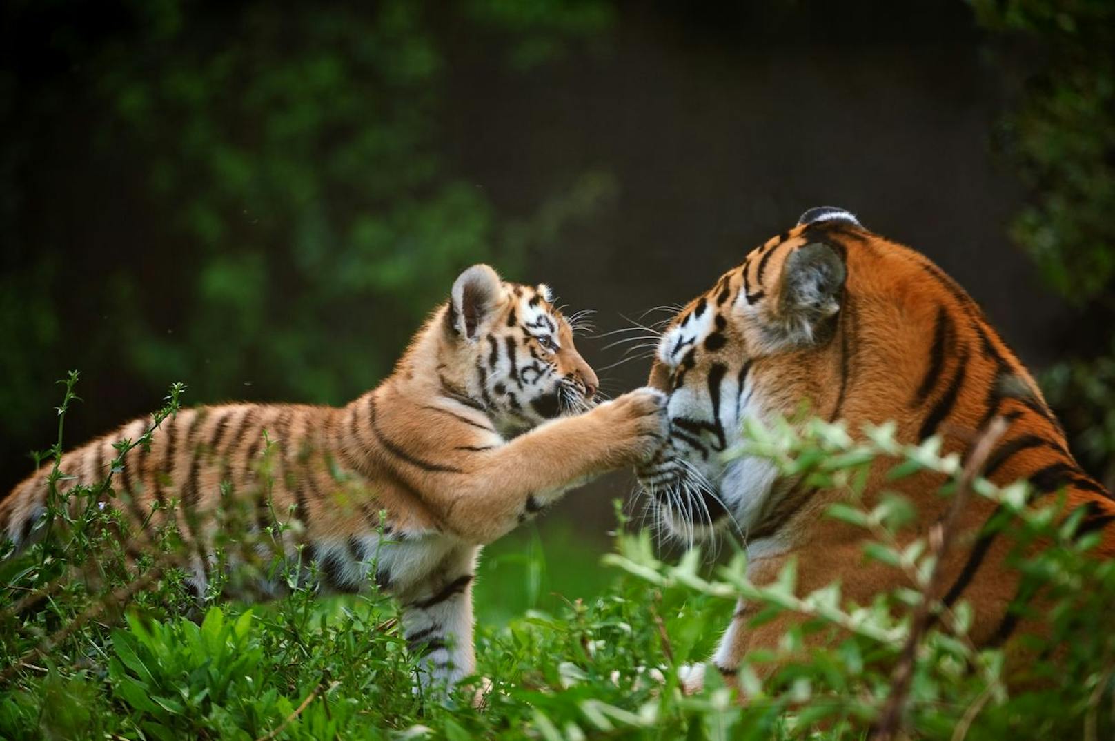 <strong>GEWINNER 2022:</strong> Im chinesischen Kalender war 2022 das Jahr des Tigers. Aktuellen Zählungen zufolge gab es seit dem letzten Tigerjahr 2010 einen Zuwachs von 50 Prozent auf nunmehr 4.500 bis 5.000 Tiger.