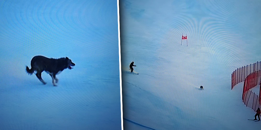 Ein wilder Hund flitzte über die Stelvio