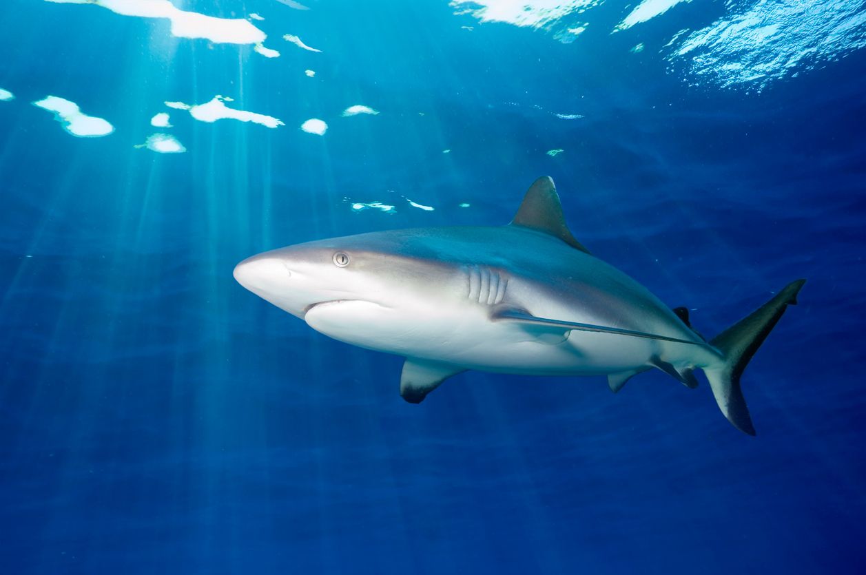 Heute.at - Entscheidung gefallen: Dieses Tier ist nicht so wichtig