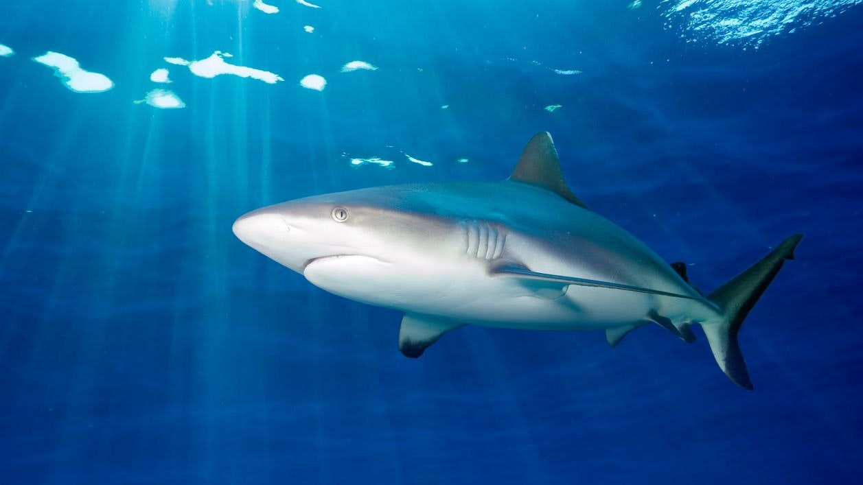 Heute.at - Entscheidung gefallen: Dieses Tier ist nicht so wichtig