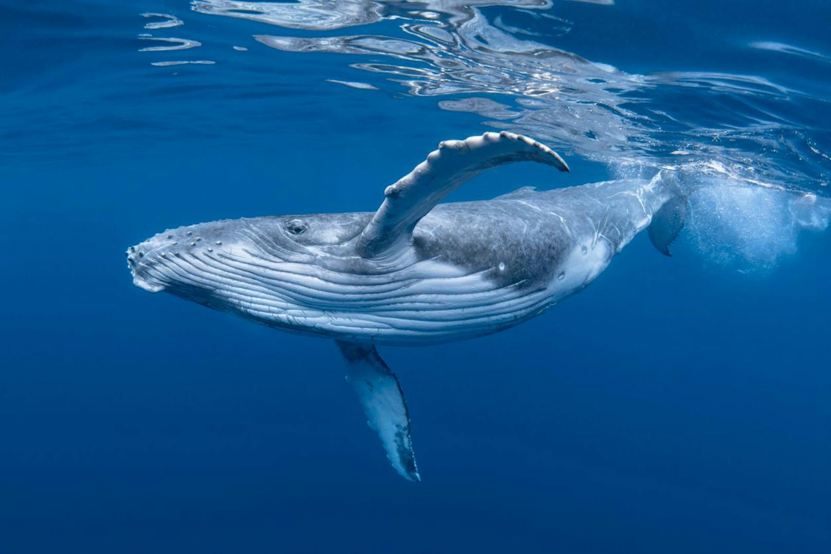 <strong>GEWINNER 2022:</strong> Die Buckelwale in Australien konnten 2022 von der dortigen Liste der bedrohten Arten gestrichen werden. Ihre Zahl ist in australischen Gewässern von ehemals 1.500 auf 40.000 bis 65.000 gestiegen. HURRA!&nbsp;