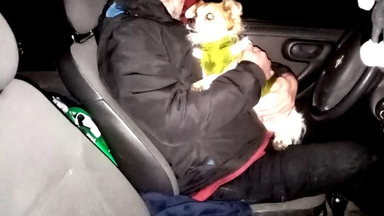 Heute.at - Gerettet! Hündchen rannte nach Böllerwurf fast in Auto