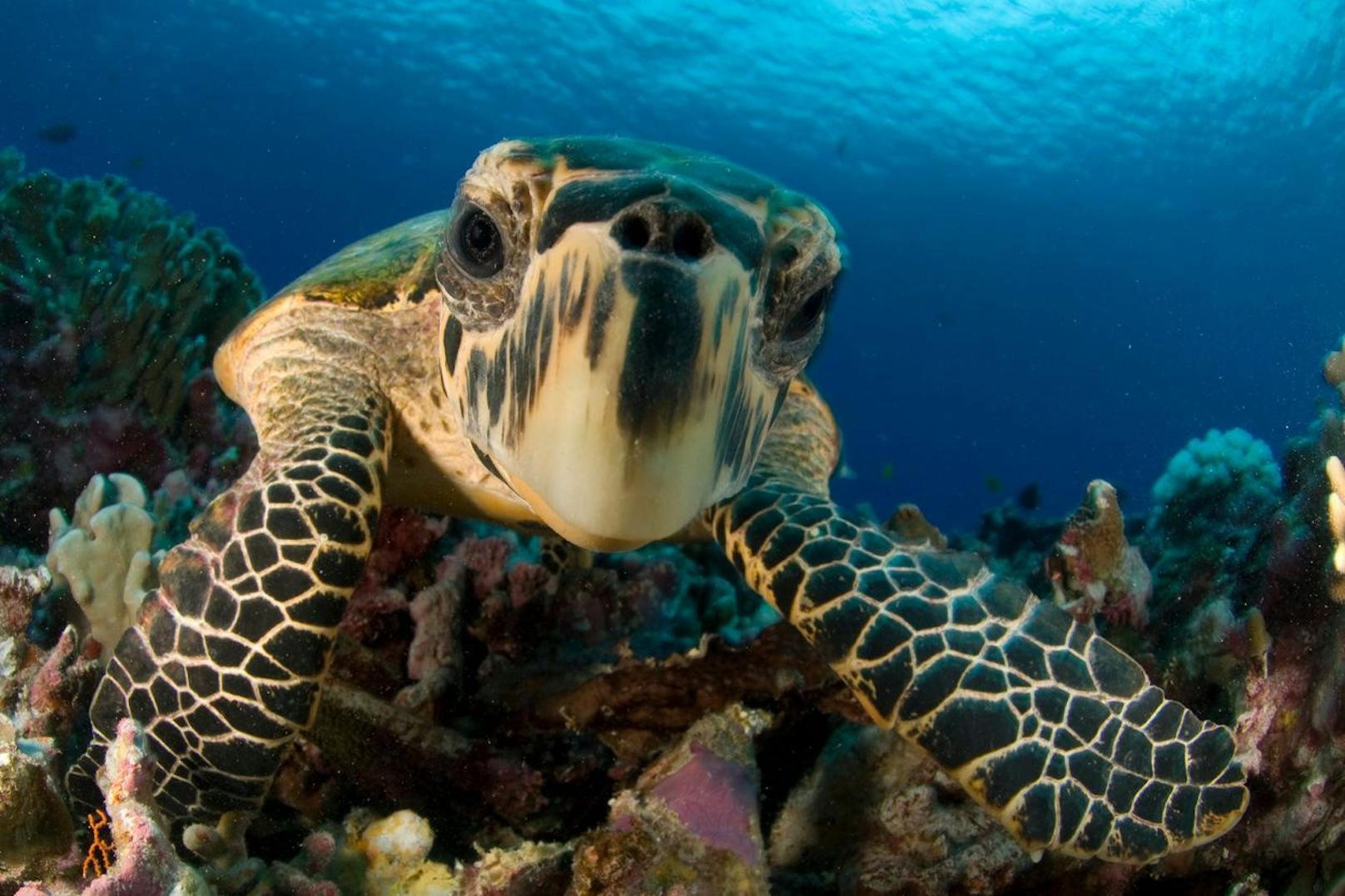 <strong>GEWINNER 2022:</strong> In den USA und auf den Kapverdischen Inseln, zwei ihrer drei wichtigsten Brutgebiete, wurden in letzter Zeit so viele Nester der Unechten Karettschildkröten gefunden, wie seit Jahrzehnten nicht mehr.