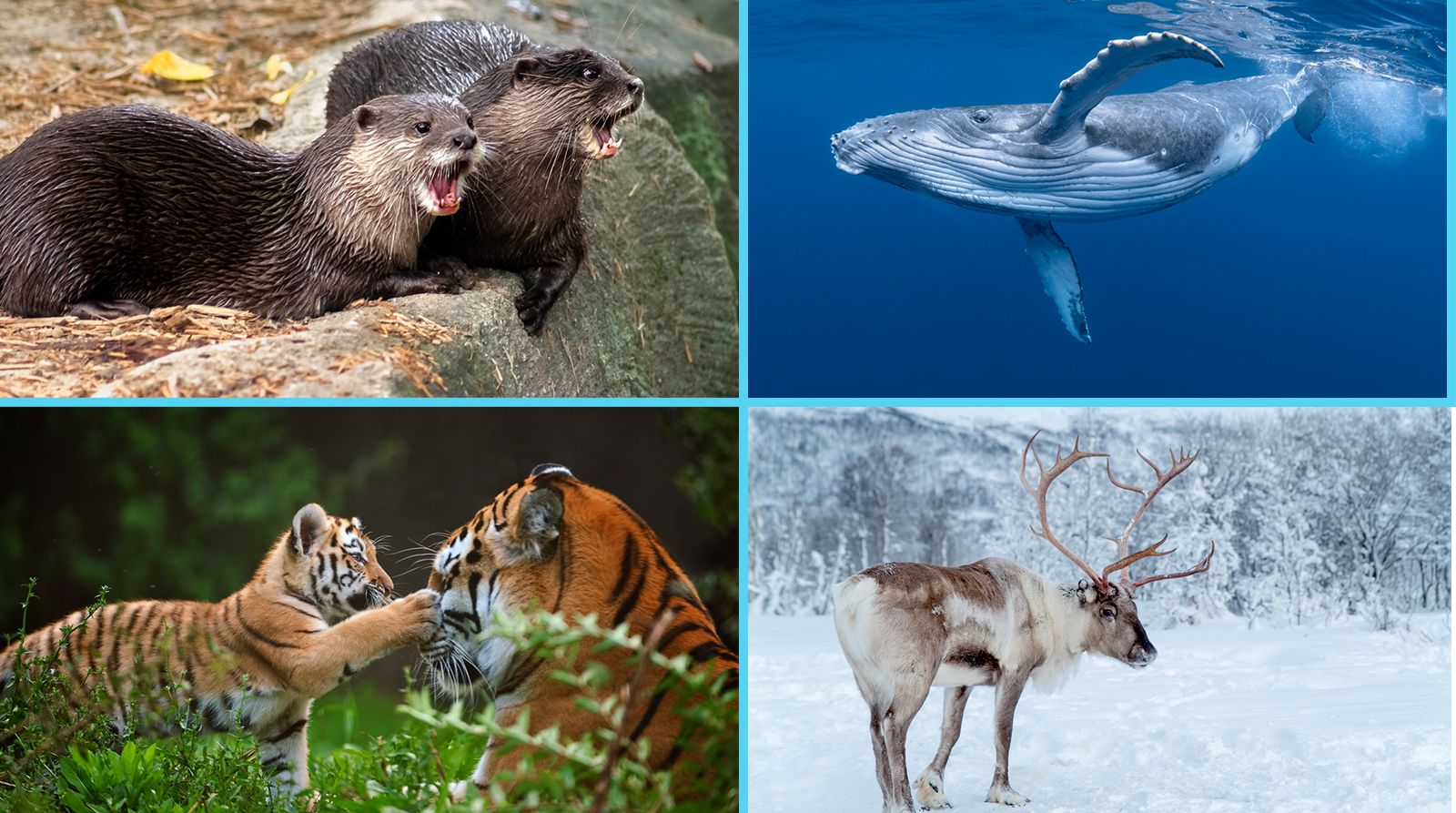 Auch für das vergangene Jahr 2022 gibt es Verlierer und Gewinner im Tierreich.&nbsp;