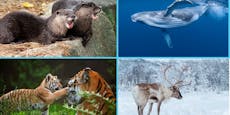 365 Tage Artenschutz – Wer hat gewonnen, wer verloren?