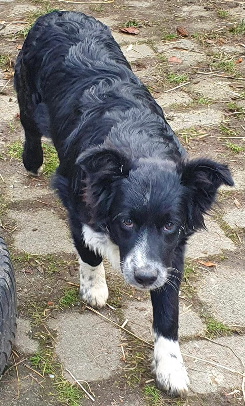 Wer hat diesen Hund gesehen?