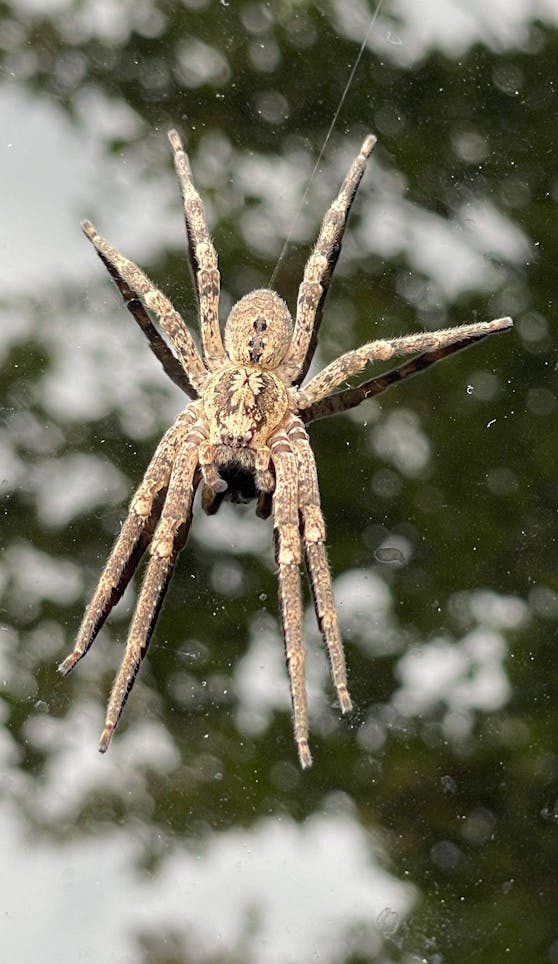 Eine Nosferatu-Spinne kann mit ausgestreckten Beinen eine Länge von etwa fünf Zentimetern erreichen. 