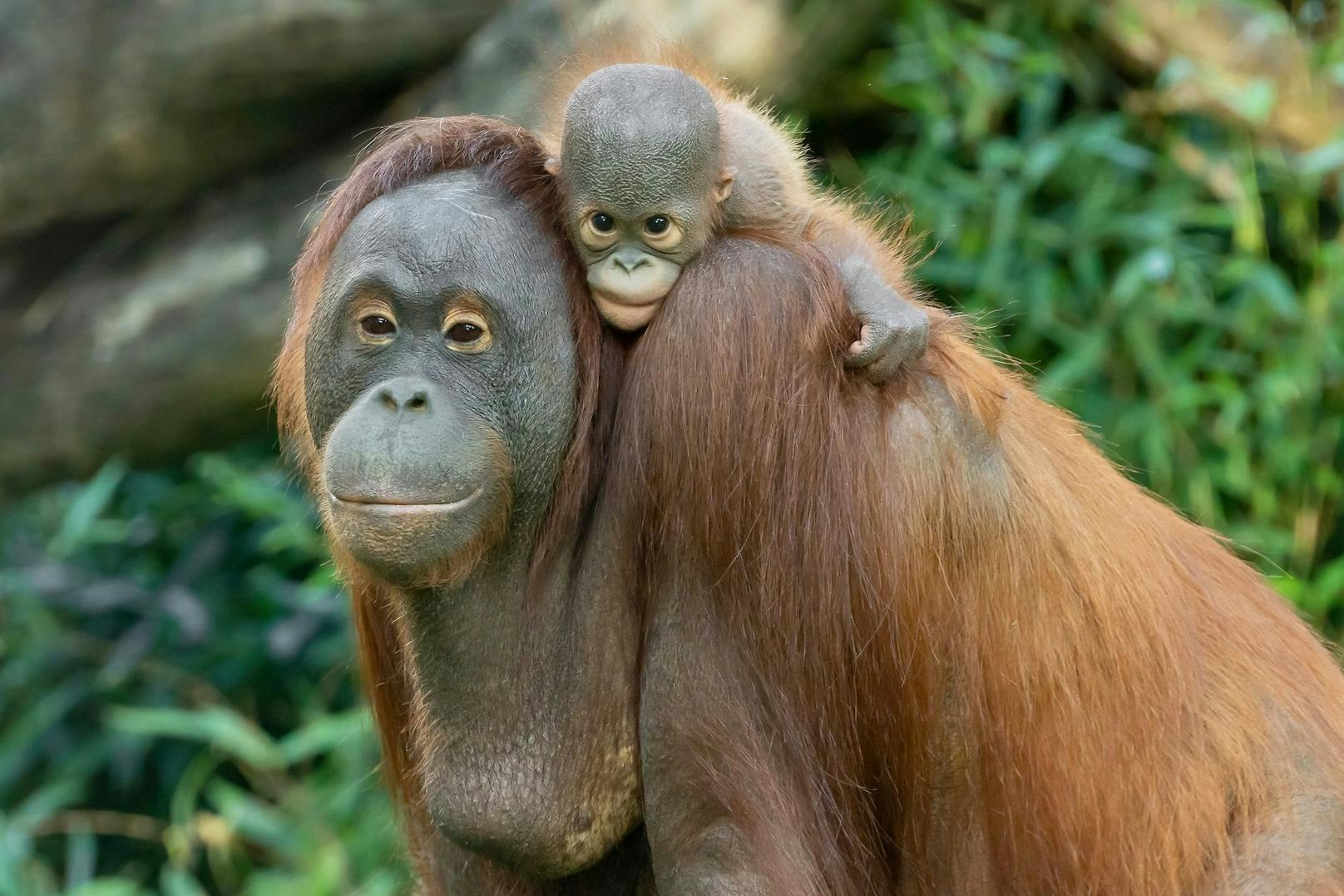 Das Jubiläumsjahr im Tiergarten Schönbrunn war besonders reproduktiv. Viele Jungtiere erblickten 2022 das Licht der Welt. Es gab Nachwuchs bei den Orang-Utans ...&nbsp;