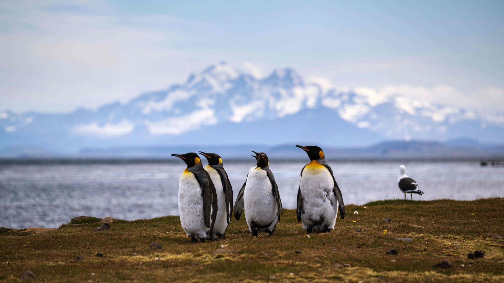<strong>Antarktis:</strong> Diese Destination steht vermutlich nicht bei vielen auf der To-Do-Liste. Obwohl die Antarktis nicht wie andere Orte von Touristinnen und Touristen überrannt wird, waren es zwischen den Jahren 2019 und 2020 rund 70.000 Menschen. Das Hauptproblem dabei ist, dass sich die Besuche auf die antarktische Halbinsel konzentrieren, den Teil der Antarktis, der die schnellste Erwärmung und den stärksten Rückgang der Tierwelt erlebt hat.