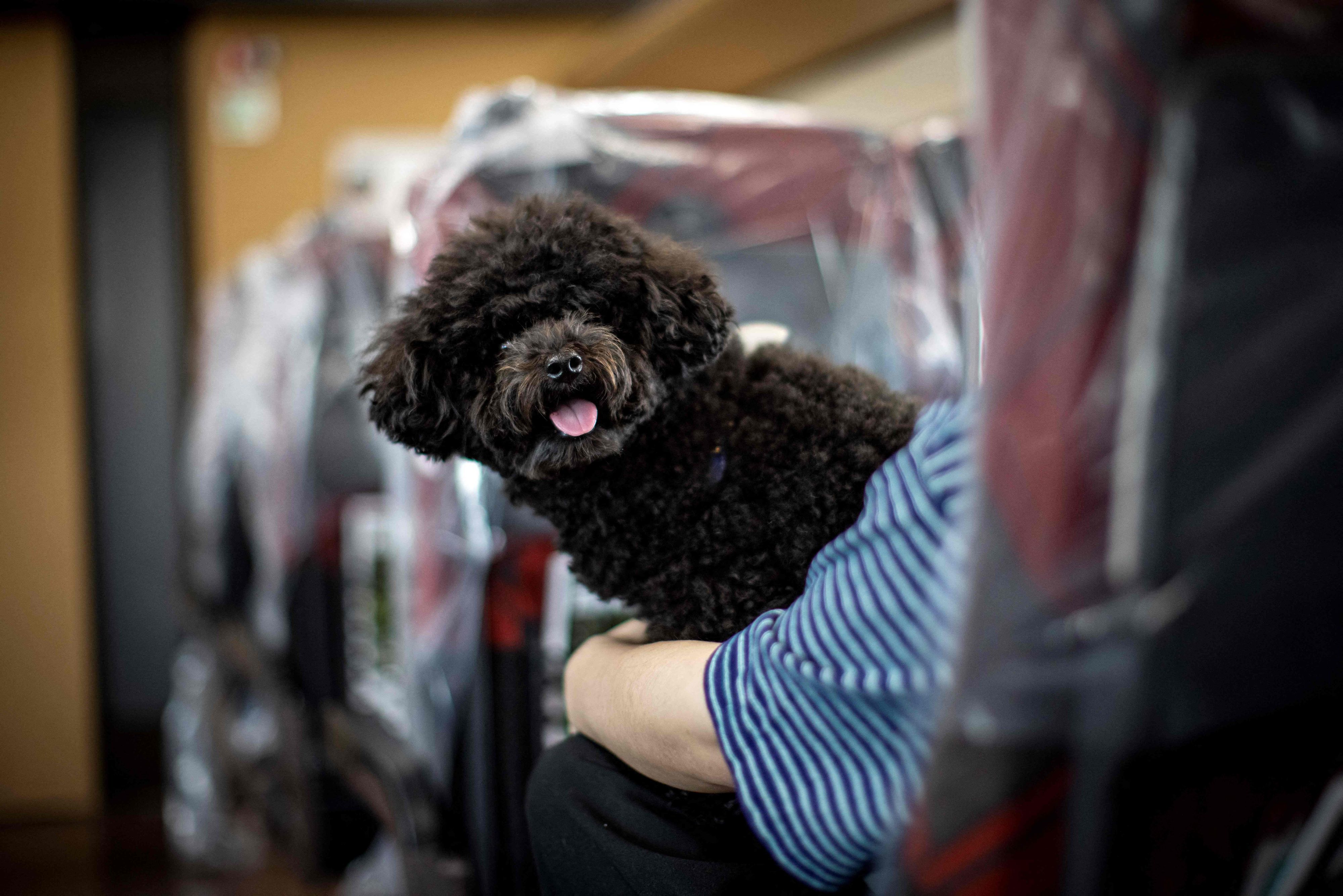 Sogar Hunde wurden dieses Jahr im Zug vergessen. 