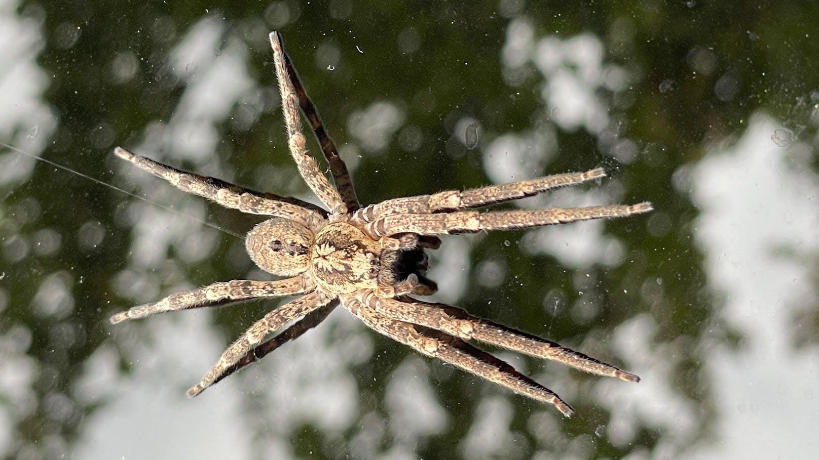 Auch die Vampir-Spinne möchte bald nach drinnen