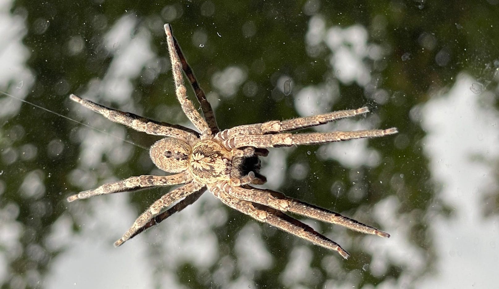 Die Nosferatu Spinne wurde zuletzt auch in Österreich beobachtet.