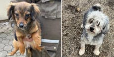 51 Hunde nach Tod von Besitzerin bald obdachlos