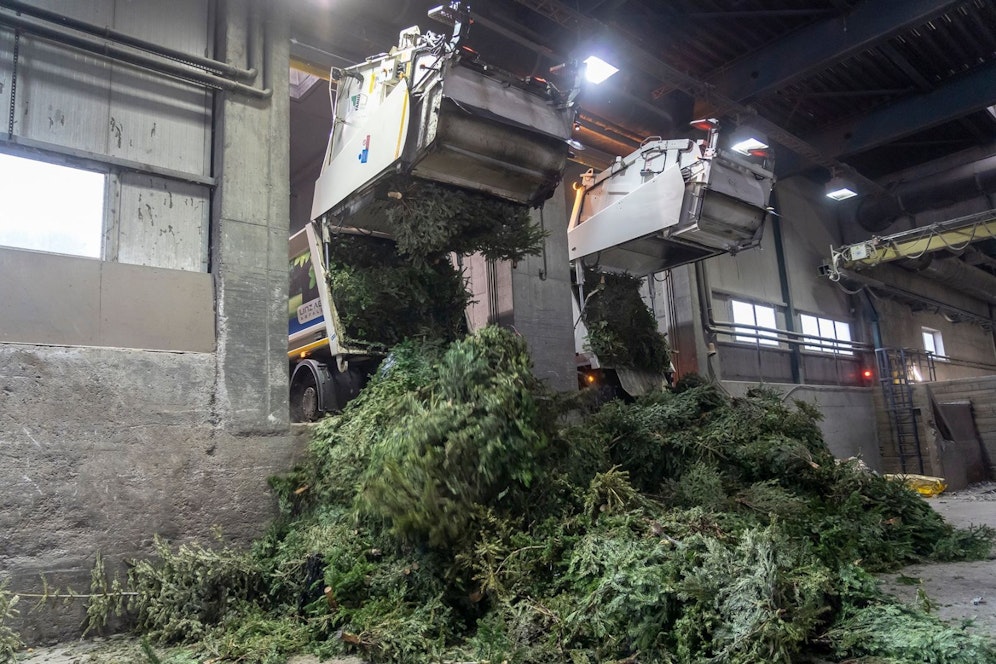 Die Linz AG holt die Bäume am 9., 16. und 23. Jänner ab. Danach werden sie gehäckselt und zu wertvollem Kompost verarbeitet.&nbsp;